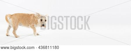A Light Brown Dog Checks To Make Sure Its Safe And Will Take To Eating From His Bowl.