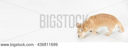 Panoramic Frame. A Light Brown Dog Sniffs And Searches For Clues In A White Room. View From Above. I