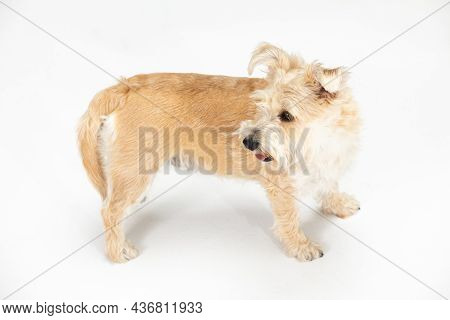 A Light Brown Dog Stands And Looks Back. View From Above. Isolated From The Background.