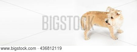 A Light Brown Dog Stands And Looks Back. View From Above. Isolated From The Background. Panoramic Fr