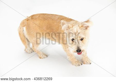 A Multi-breed Dog Walks Directly Into The Camera. Isolated From The Background.