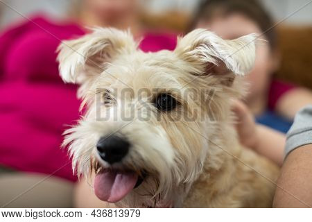 The Shaggy Dog In The Foreground And The People, Son And Mother, In The Background. Close-up Frame.