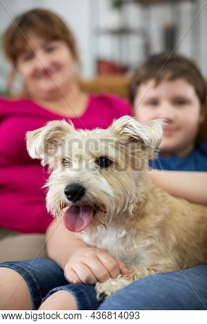 A Child Holds A Shaggy Dog In His Lap. The Dog Has Its Mouth Open And Its Tongue Sticking Out.