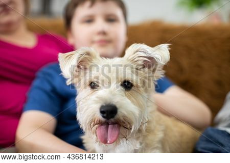 A Child Holds A Shaggy Dog In His Lap. The Dog Has Its Mouth Open And Its Tongue Sticking Out.