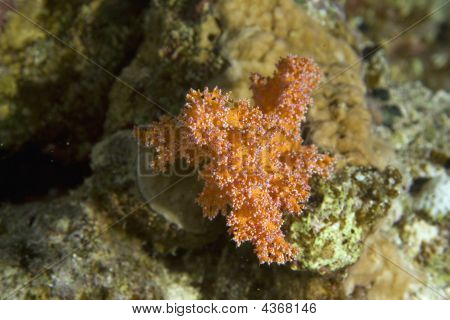 Softcoral