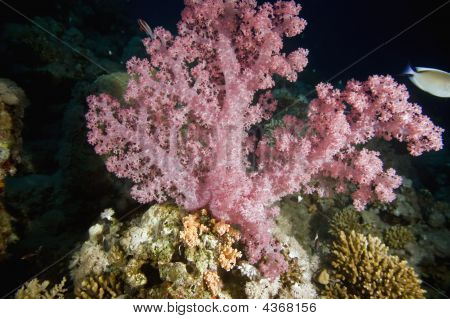 Softcoral