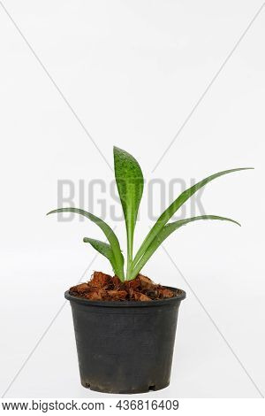 Ledebouria Kirkii Baker Young.in  Potted Plants On A White Background