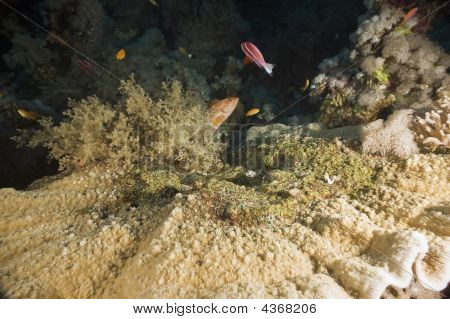 Tablecoral e pesce