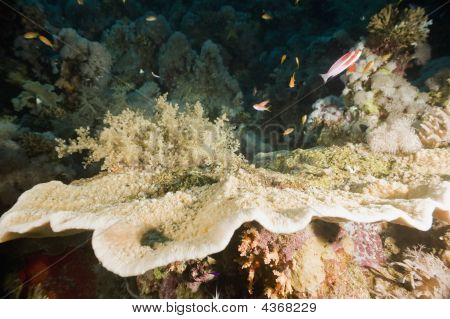 Tablecoral e pesce