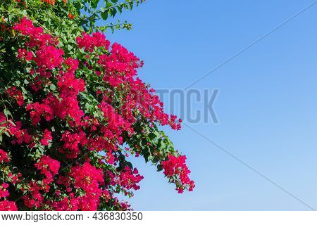 Red Bougainvillea Is A Perennial Plant Against A Blue Sky, Forming A Bunch Of Axillary Or Terminal B