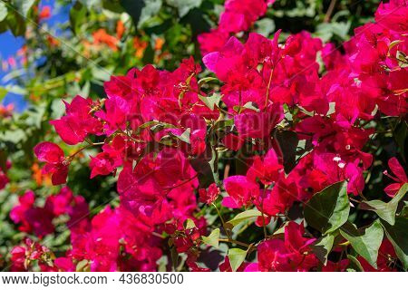 Red Bougainvillea Perennial Plant Close-up, Forming A Bunch Of Axillary Or Terminal Branches. Colorf