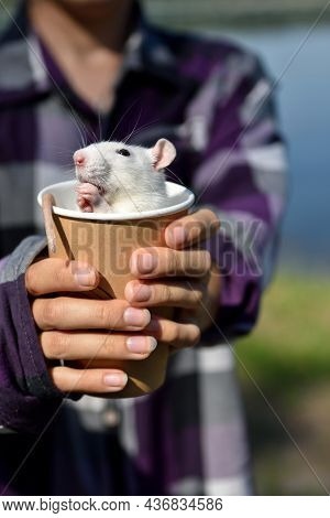 The Pet Rat Dumbo Sits In A Paper Cup In The Hands Of The Hostess On A Walk In The Park On A Sunny S