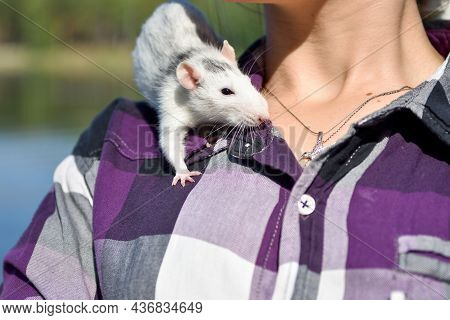 The Pet Rat Dumbo Sits On The Shoulder Of The Hostess On A Walk In The Park On A Sunny Summer Day. P