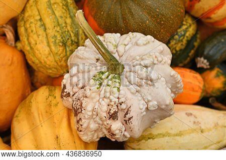 White Shaped Gourd With Warty Skin In Pile Of Colorful Pumpkins