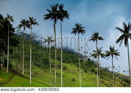 View Of The Beautiful Cloud Forest And The Quindio Wax Palms At The Cocora Valley Located In Salento