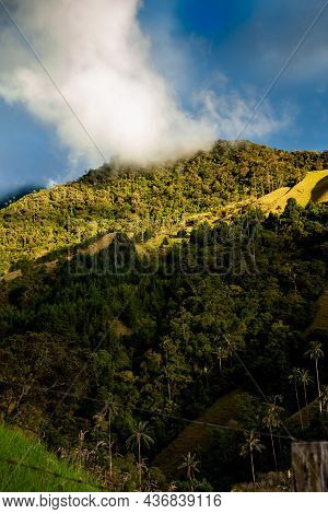 View Of The Beautiful Cloud Forest And The Quindio Wax Palms At The Cocora Valley Located In Salento