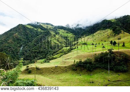 View Of The Beautiful Cloud Forest And The Quindio Wax Palms At The Cocora Valley Located In Salento