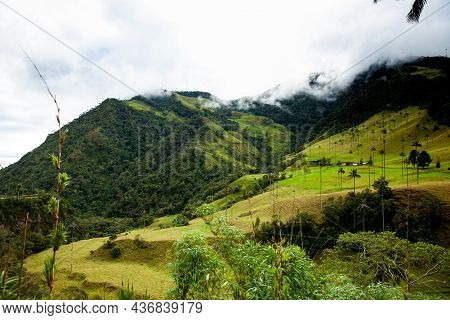 View Of The Beautiful Cloud Forest And The Quindio Wax Palms At The Cocora Valley Located In Salento