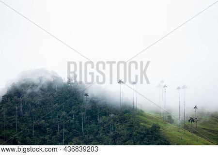 View Of The Beautiful Cloud Forest And The Quindio Wax Palms At The Cocora Valley Located In Salento