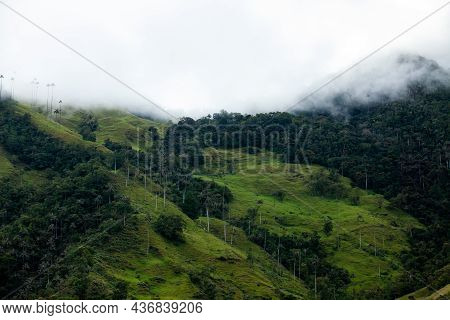 View Of The Beautiful Cloud Forest And The Quindio Wax Palms At The Cocora Valley Located In Salento