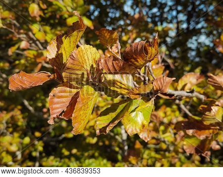 Close Up Of Autumnal Leaves In The Park Of Monte Cucco, Umbria