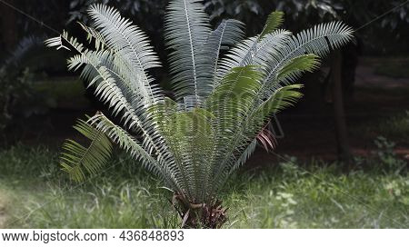 Shuttlecock Fern-(matteucia Struthiopteris) Plant It Is Green Nature