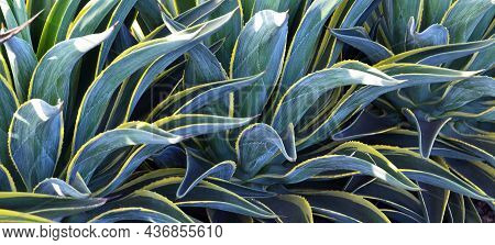Agave Americana Or Marginata Common Names Century Plant, Maguey, American Aloe.popular Tropical Orna