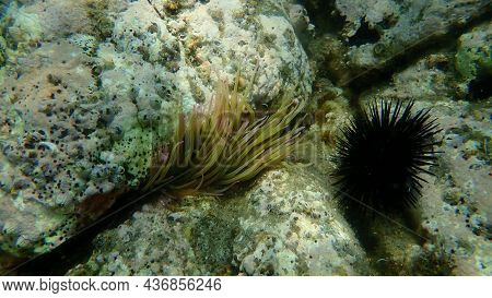Snakelocks Anemone Or Opelet Anemone (anemonia Viridis) Undersea, Aegean Sea, Greece, Halkidiki
