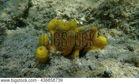 Yellow Tube Sponge Or Golden Sponge, Aureate Sponge (aplysina Aerophoba) Undersea, Aegean Sea, Greec