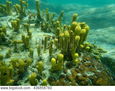 Yellow Tube Sponge Or Golden Sponge, Aureate Sponge (aplysina Aerophoba) Undersea, Aegean Sea, Greec