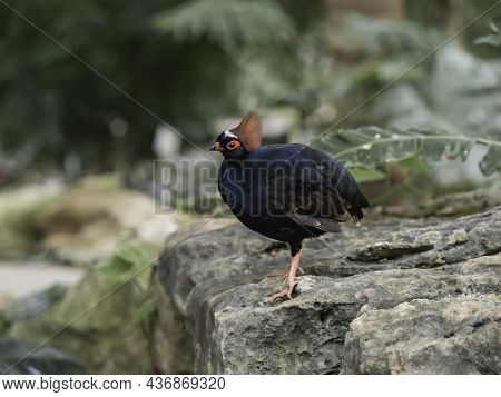 Full-length Portrait Of Crested Partridge Or Rollulus Rouloul. Bird Also Known As Roul-roul, Red-cro