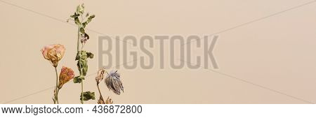 Dried flowers on a beige background