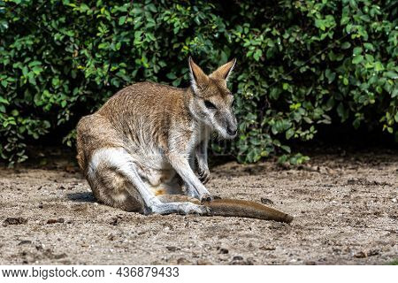 The Agile Wallaby, Macropus Agilis Also Known As The Sandy Wallaby Is A Species Of Wallaby Found In 