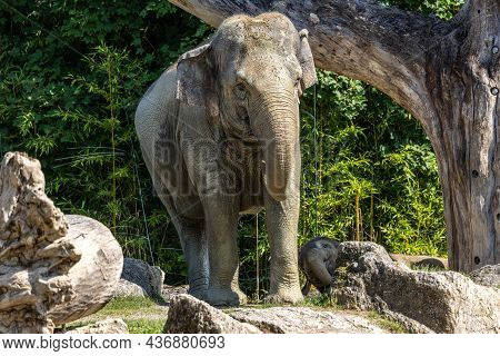The Asian Elephant, Elephas Maximus Also Called Asiatic Elephant, Is The Only Living Species Of The 