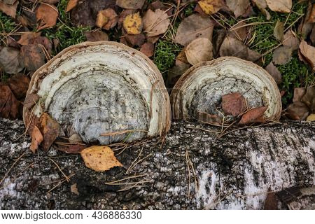 The Real Tinder Fomes Fomentarius Is A Mushroom From The Coriol Family.