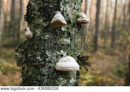 The Real Tinder Fomes Fomentarius Is A Mushroom From The Coriol Family.