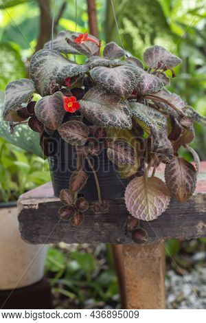 Red Flower Of Episcia Cupreata (hook.) Hanst, Flame Violet Strawberry Patch, Carpet Plant, Episcia O