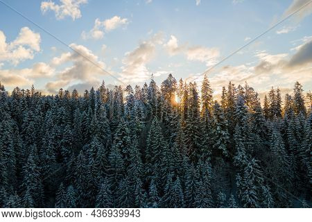 Aerial Winter Landscape With Spruse Trees Of Snow Covered Forest In Cold Mountains In The Evening.