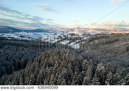 Winter Landscape With Spruse Trees Of Snow Covered Forest In Cold Mountains.