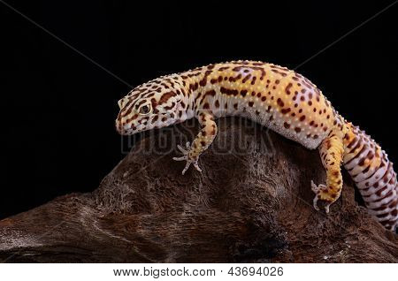 Donna Bell Albino geco leopardo (eublepharis Macularius)