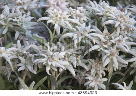 พวงดอกไม้ภูเขา Edelweiss