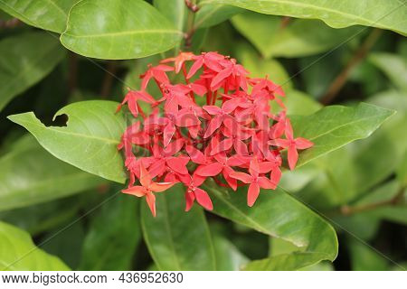Ixora Coccinea (also Known As Jungle Geranium With Blur Background