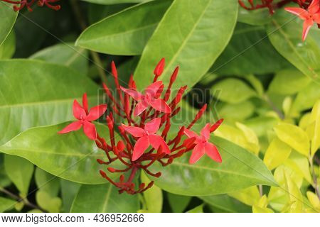 Ixora Coccinea (also Known As Jungle Geranium With Blur Background