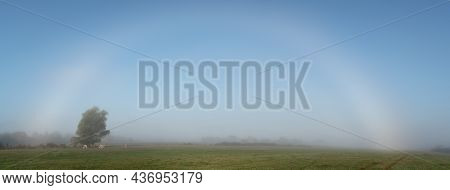 A White Rainbow Above The Pasture With A Few Cows Grazing The Grass, Autumn Morning