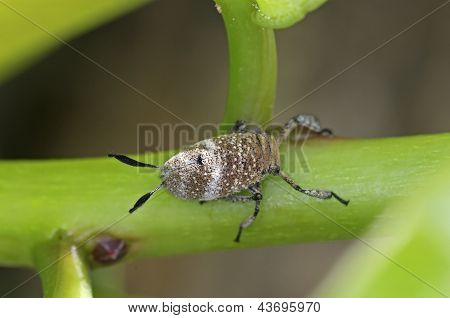 Beetle Fulgoroidea
