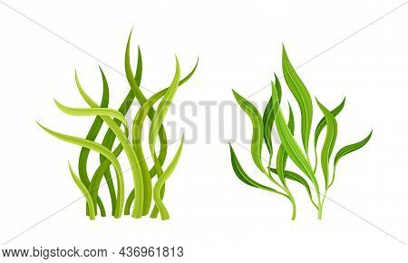 Seaweed Or Macroalgae As Aquatic And Marine Plants Growing On Ocean Bottom Vector Set