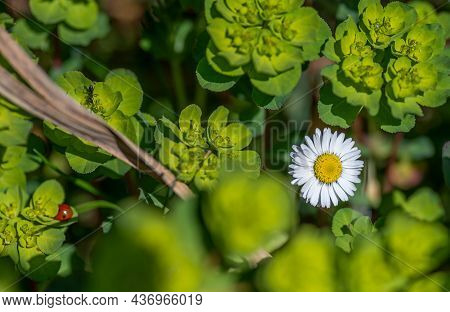 Daisies In The Grass	In The Wood Wild