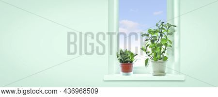Snake Plant (sansevieria Trifasciata) And Pepper Face (peperomia Obtusifolia) On The Windowsill Of T