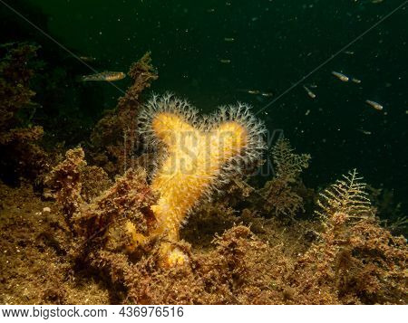 A Close-up Picture Of The Soft Coral Dead Mans Fingers Or Alcyonium Digitatum. Picture From The Weat