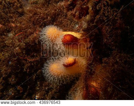 A Closeup Picture Of A Feeding Soft Coral Dead Mans Fingers Or Alcyonium Digitatum. Picture From The